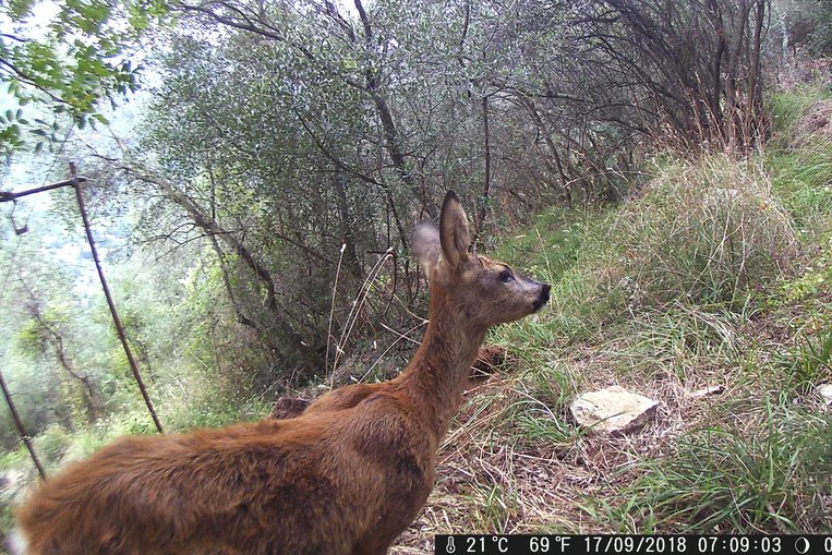 Wildkamera filmt Reh im Olivenhain