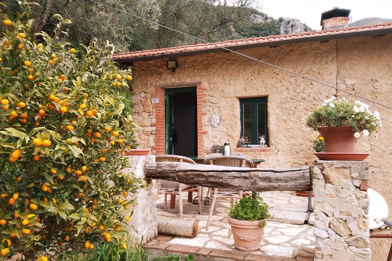 An der Terrasse wächst ein Kumquat-Baum